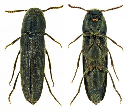 Réf. 237 826 : Nematodes filum